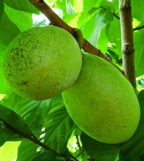 ポポー　苗木　ピーターソン【サスケハンナ】※商標登録品種