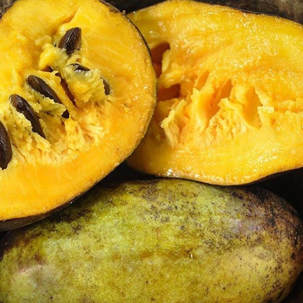 ポポー　苗木　ピーターソン【サスケハンナ】※商標登録品種