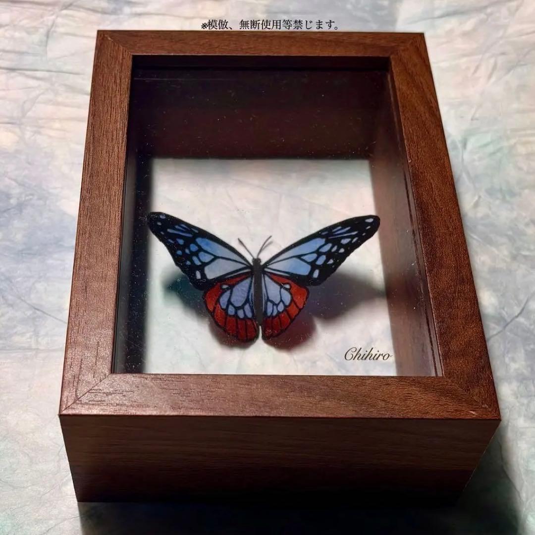 絵画 蝶 切り絵 蝶標本 アサギマダラ 藍斑蝶 ドイツ箱 蝴蝶 マダラ蝶 藝術品