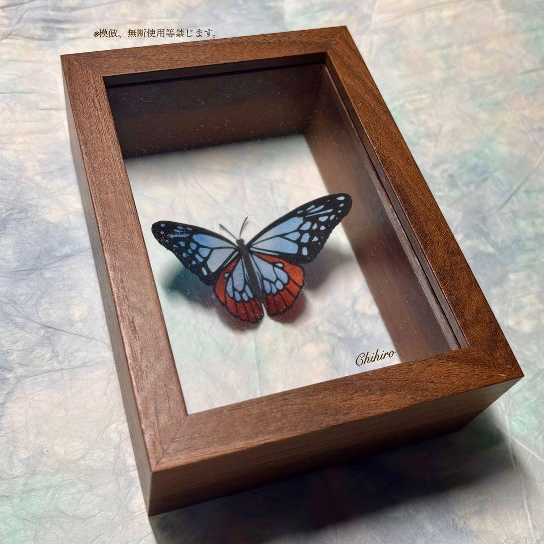 絵画 蝶 切り絵 蝶標本 アサギマダラ 藍斑蝶 ドイツ箱 蝴蝶 マダラ蝶 藝術品