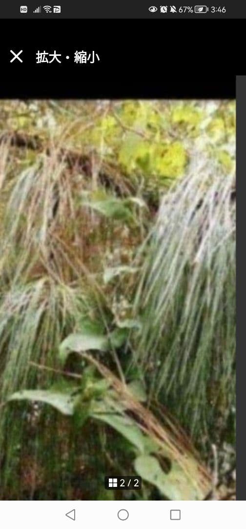 農薬不使用‼️天然大王松/長ーい松葉/3本松葉　80 サイズ箱1杯‼️