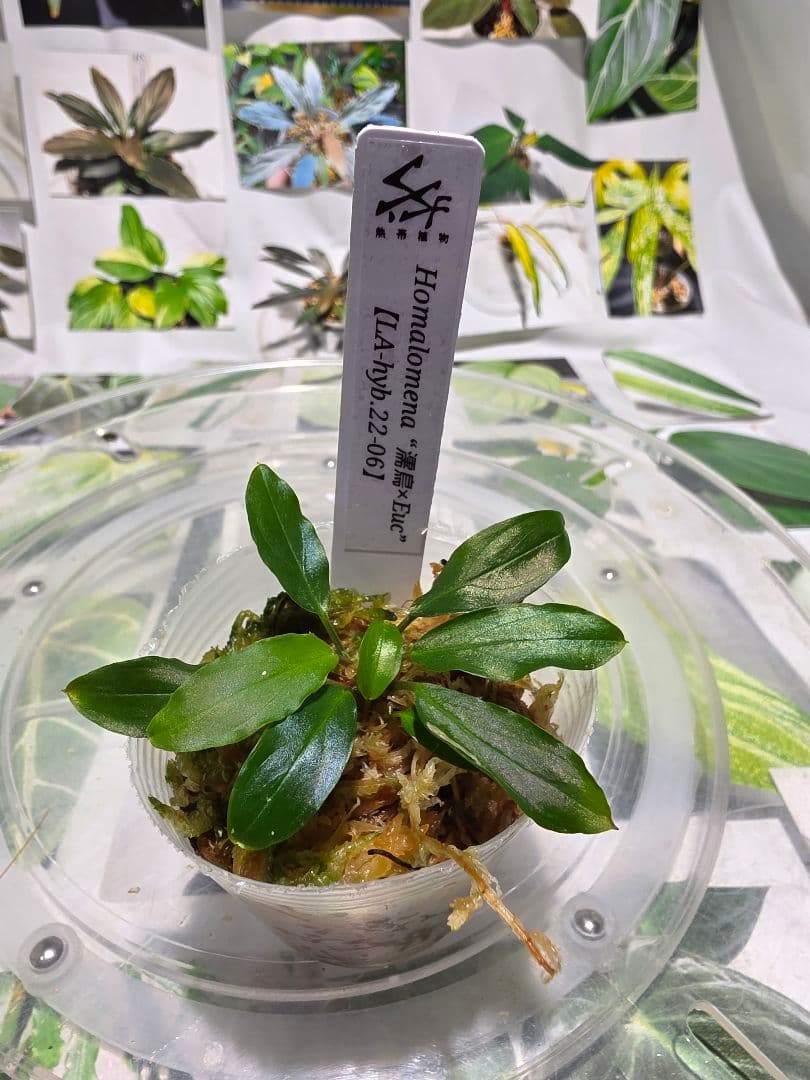 熱帯植物　LA便　ホマロメナ　\"濡烏×Euc\"　2株