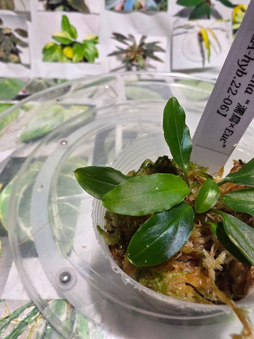 熱帯植物　LA便　ホマロメナ　\"濡烏×Euc\"　2株