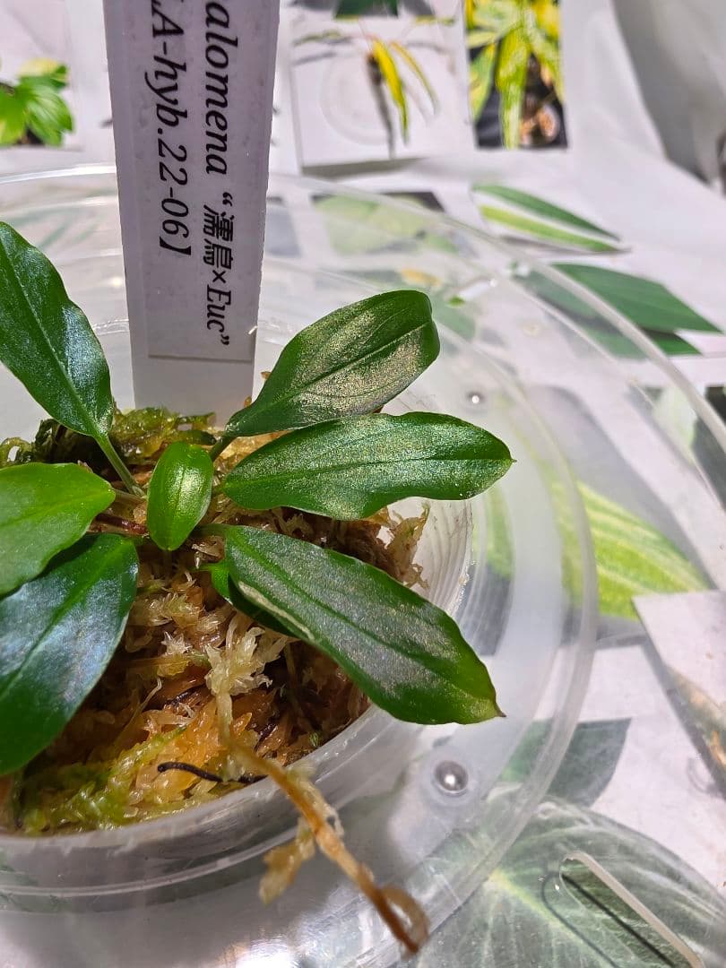 熱帯植物　LA便　ホマロメナ　\"濡烏×Euc\"　2株