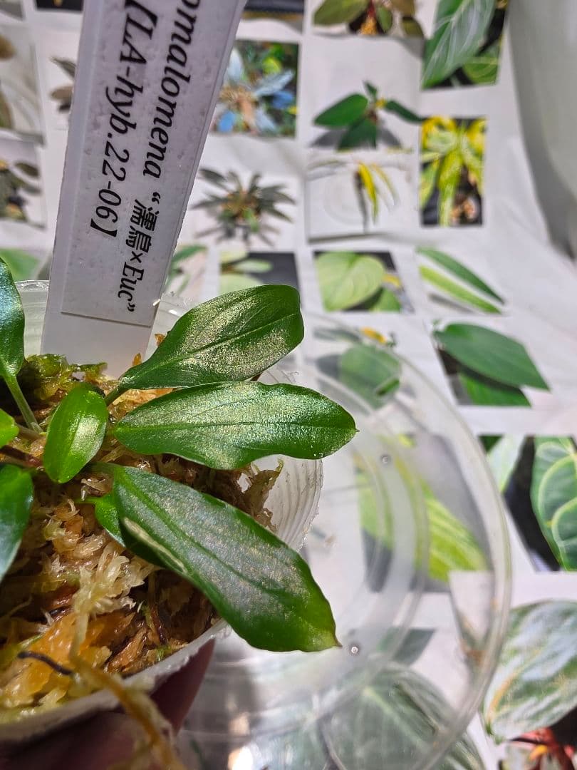 熱帯植物　LA便　ホマロメナ　\"濡烏×Euc\"　2株