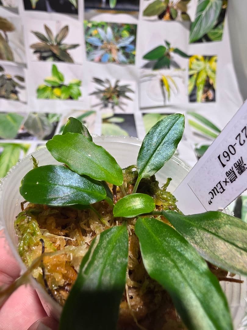 熱帯植物　LA便　ホマロメナ　\"濡烏×Euc\"　2株