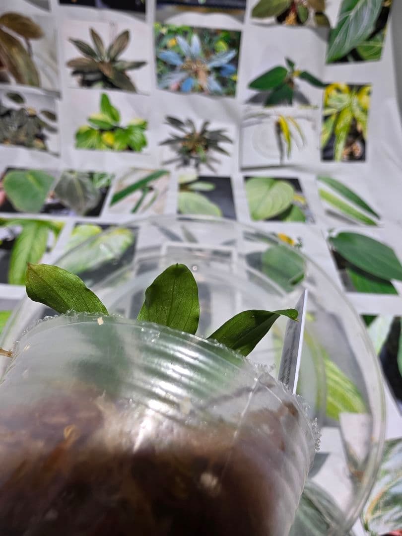 熱帯植物　LA便　ホマロメナ　\"濡烏×Euc\"　2株