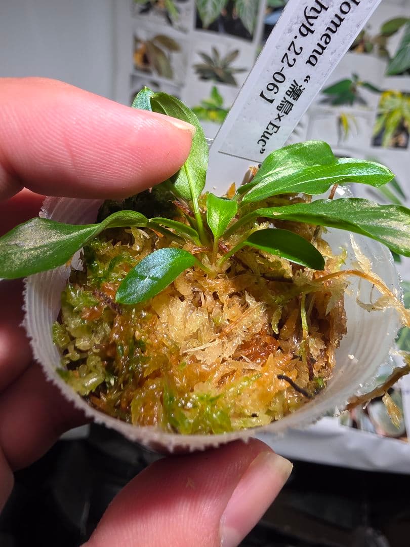 熱帯植物　LA便　ホマロメナ　\"濡烏×Euc\"　2株