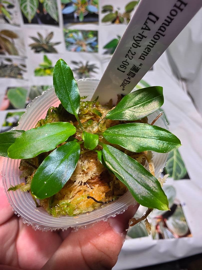 熱帯植物　LA便　ホマロメナ　\"濡烏×Euc\"　2株