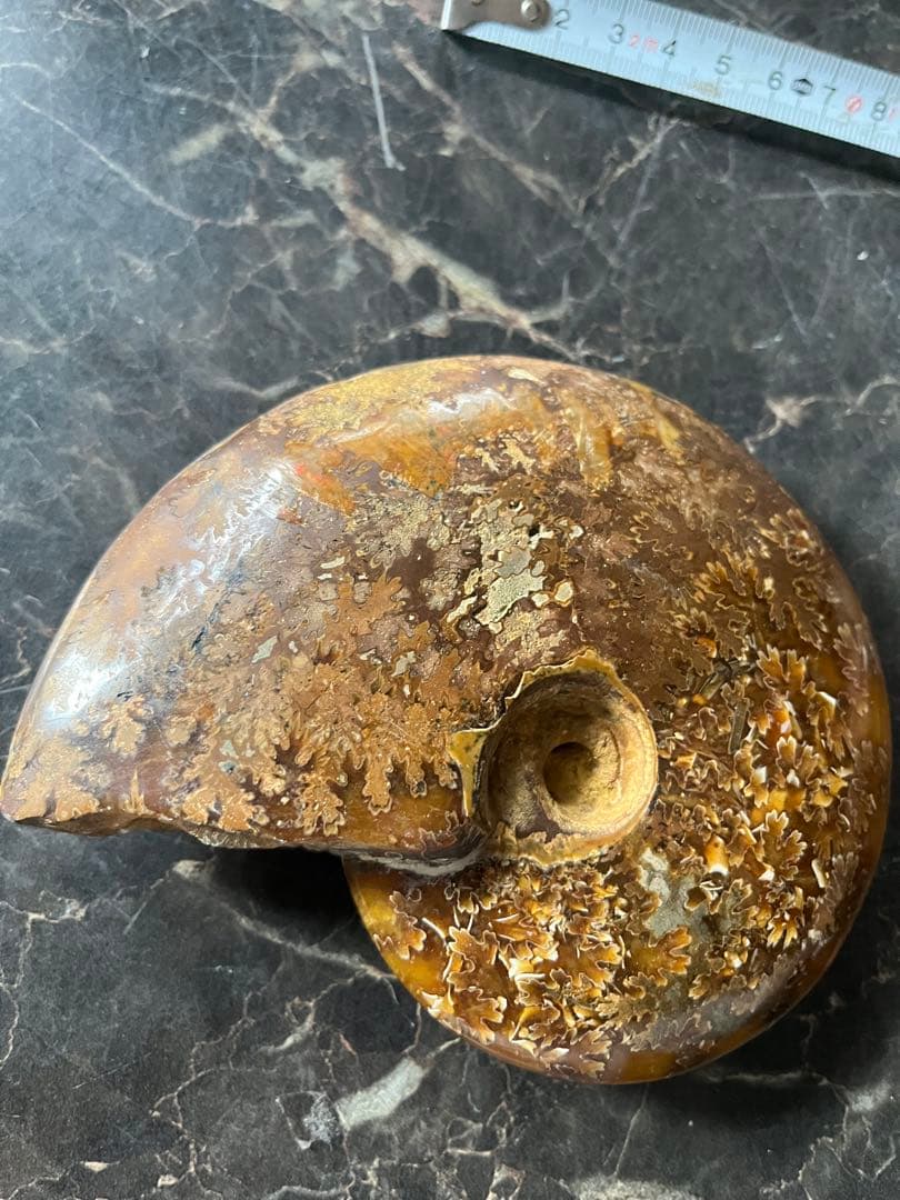 アンモナイト、菊石アンモナイト、 橙アンモナイト、マダガスカルアンモナイト