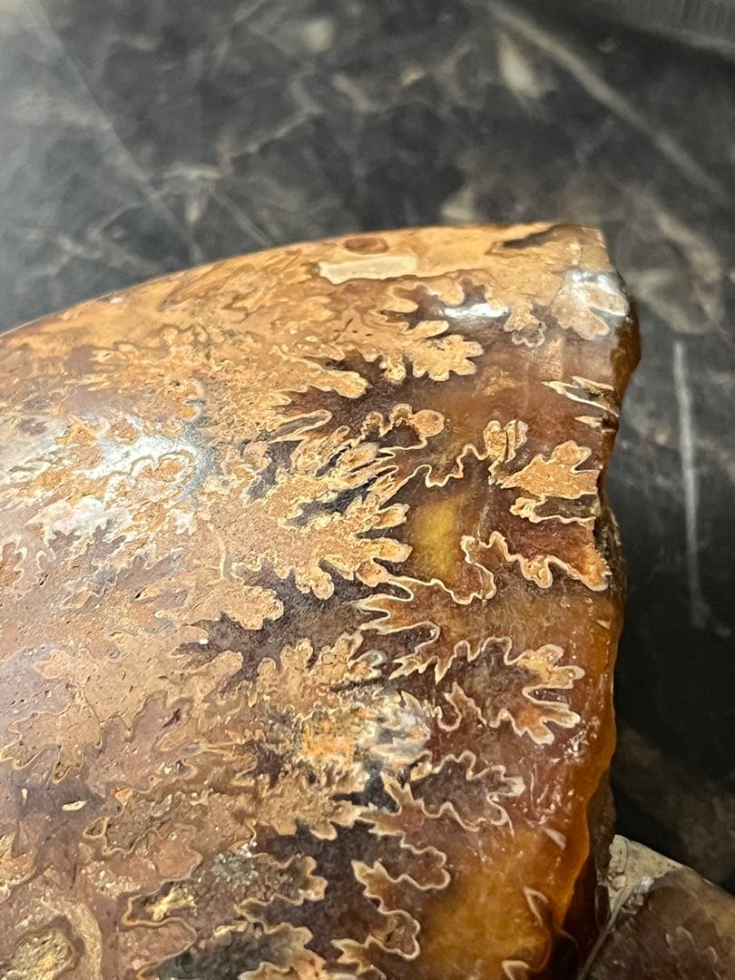 アンモナイト、菊石アンモナイト、 橙アンモナイト、マダガスカルアンモナイト