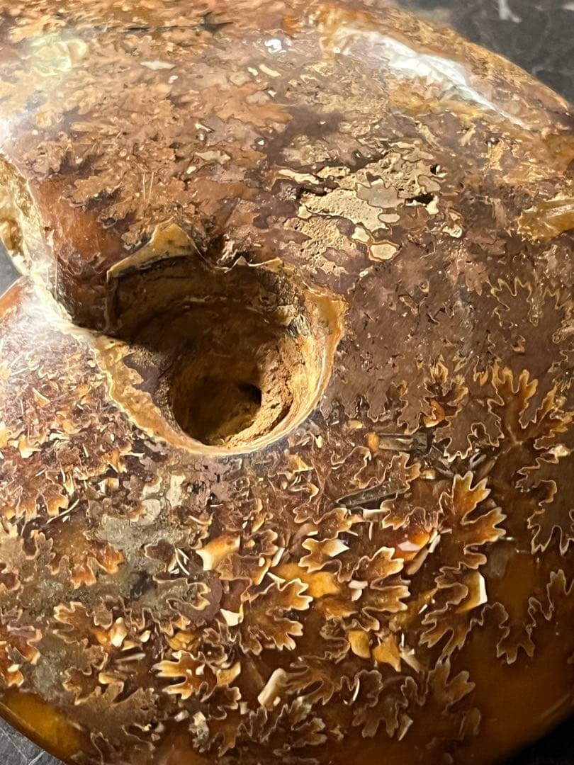 アンモナイト、菊石アンモナイト、 橙アンモナイト、マダガスカルアンモナイト