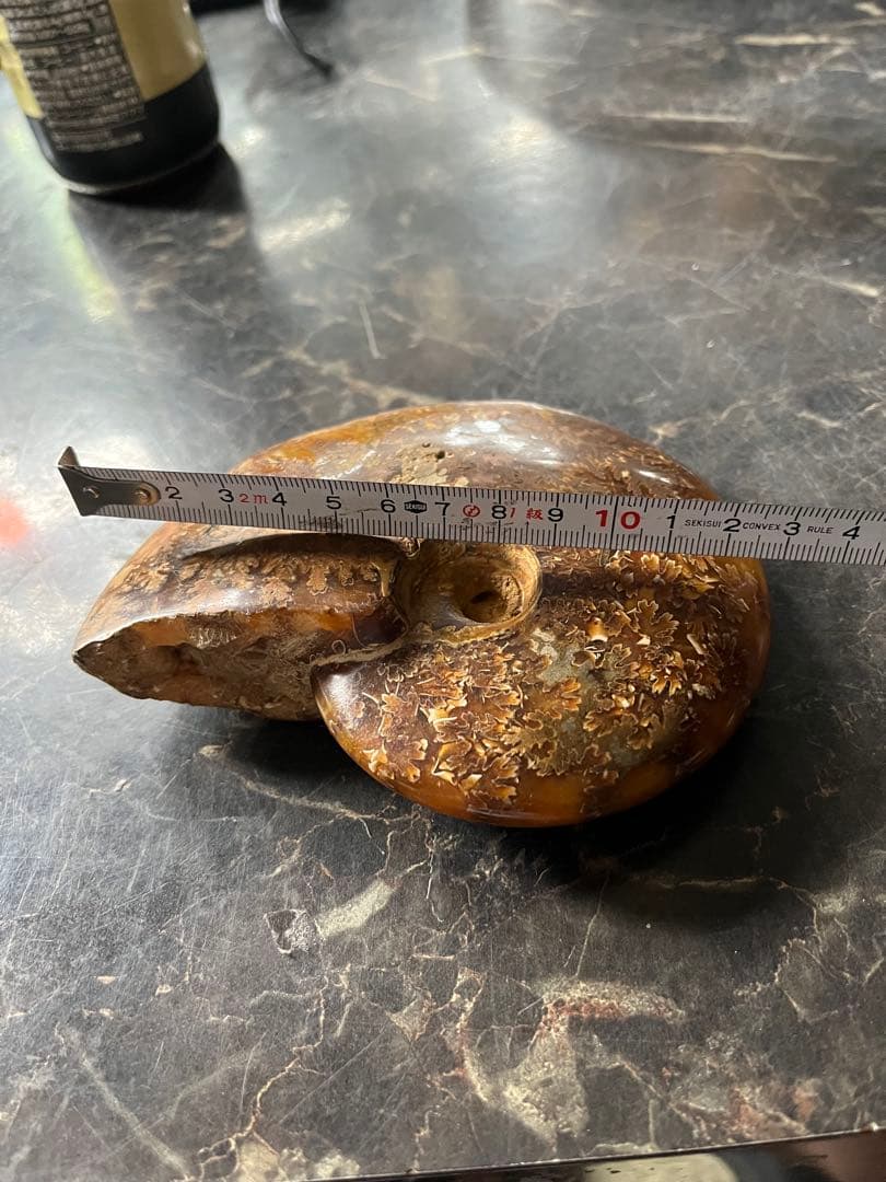 アンモナイト、菊石アンモナイト、 橙アンモナイト、マダガスカルアンモナイト