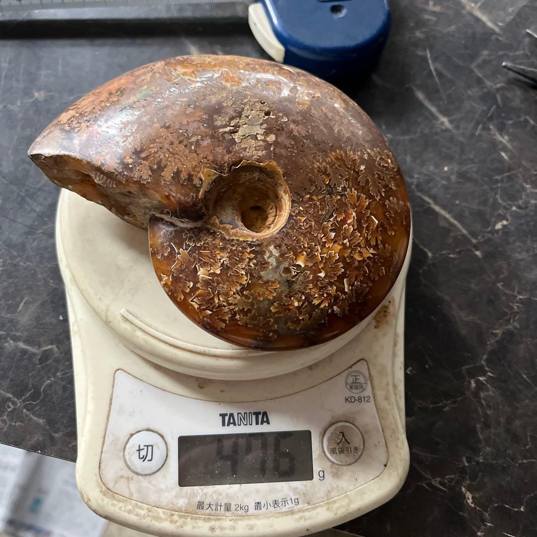 アンモナイト、菊石アンモナイト、 橙アンモナイト、マダガスカルアンモナイト