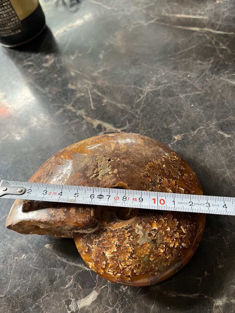 アンモナイト、菊石アンモナイト、 橙アンモナイト、マダガスカルアンモナイト