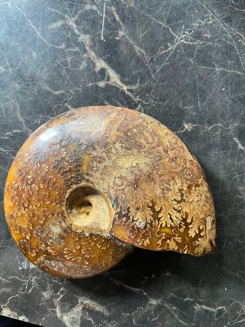 アンモナイト、菊石アンモナイト、 橙アンモナイト、マダガスカルアンモナイト