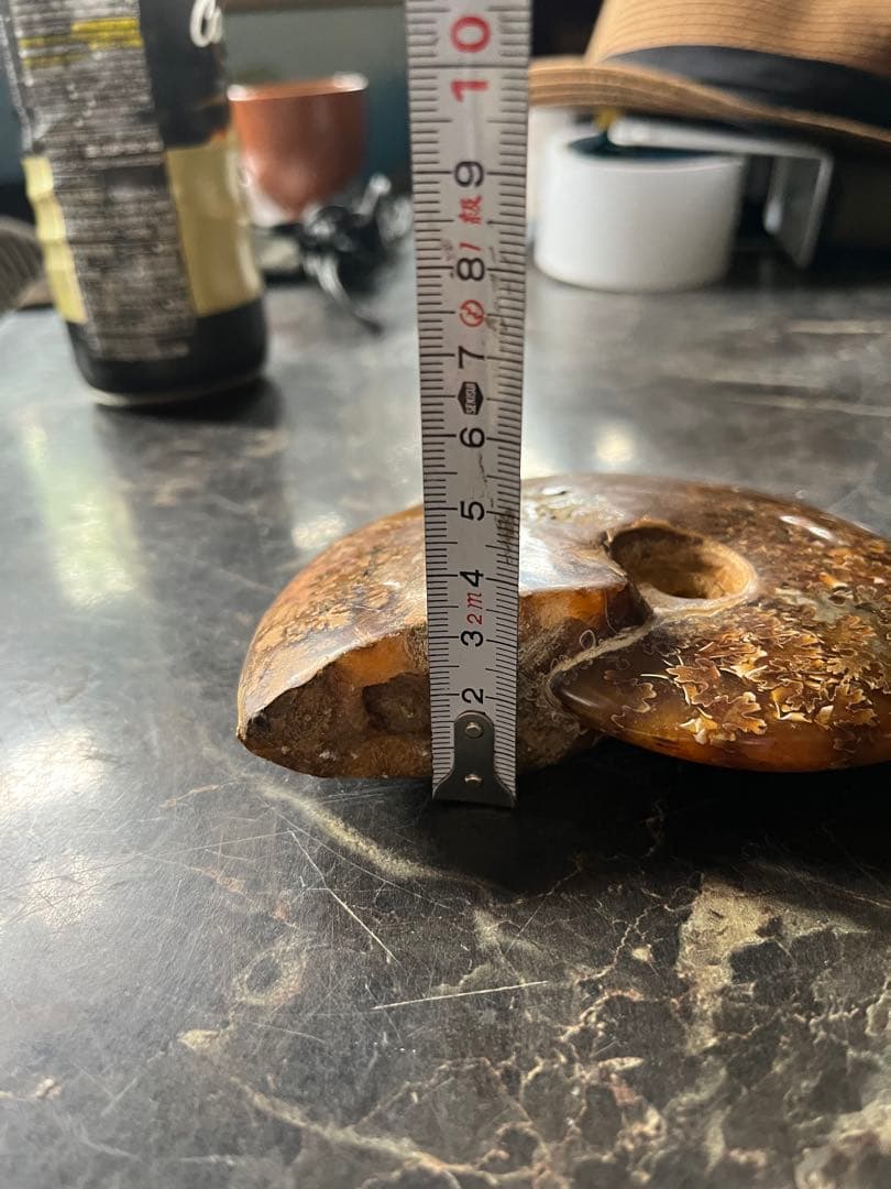 アンモナイト、菊石アンモナイト、 橙アンモナイト、マダガスカルアンモナイト