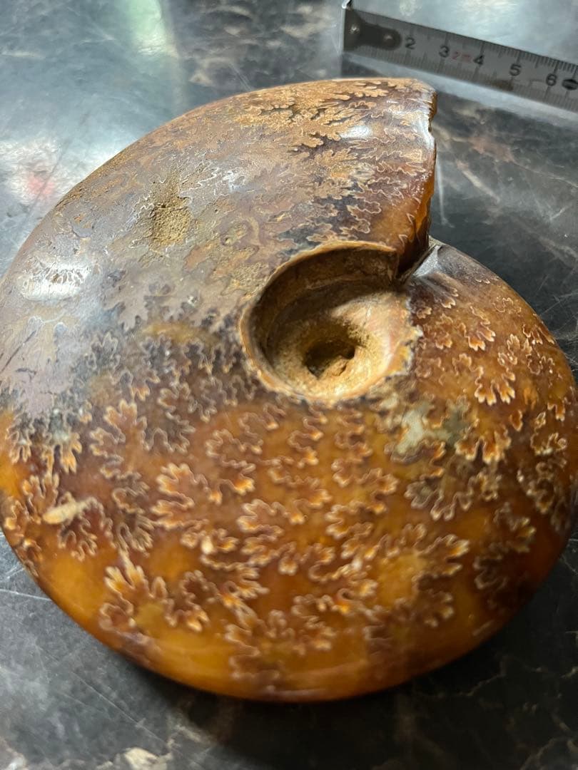 アンモナイト、菊石アンモナイト、 橙アンモナイト、マダガスカルアンモナイト