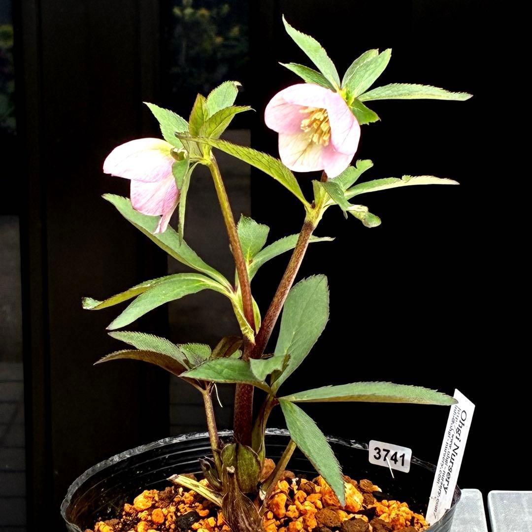 3741☘️タグ付☘️⭐️ポーセリン⭐️極上美模様⭐️コンパクト⭐️大木ナーセリー⭐️