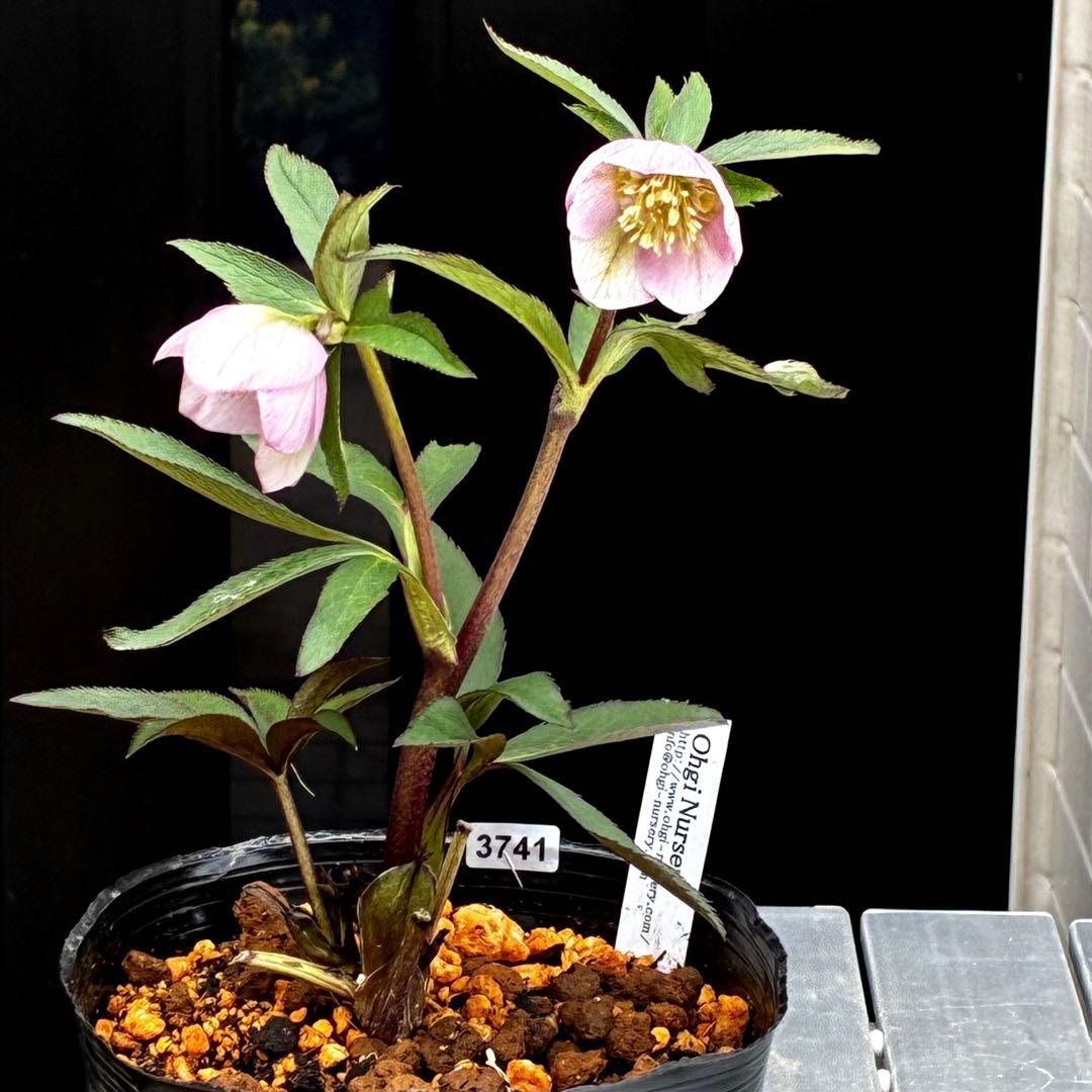 3741☘️タグ付☘️⭐️ポーセリン⭐️極上美模様⭐️コンパクト⭐️大木ナーセリー⭐️