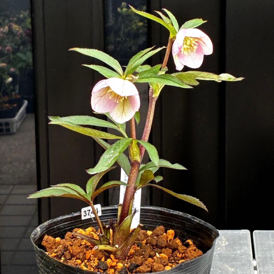 3741☘️タグ付☘️⭐️ポーセリン⭐️極上美模様⭐️コンパクト⭐️大木ナーセリー⭐️