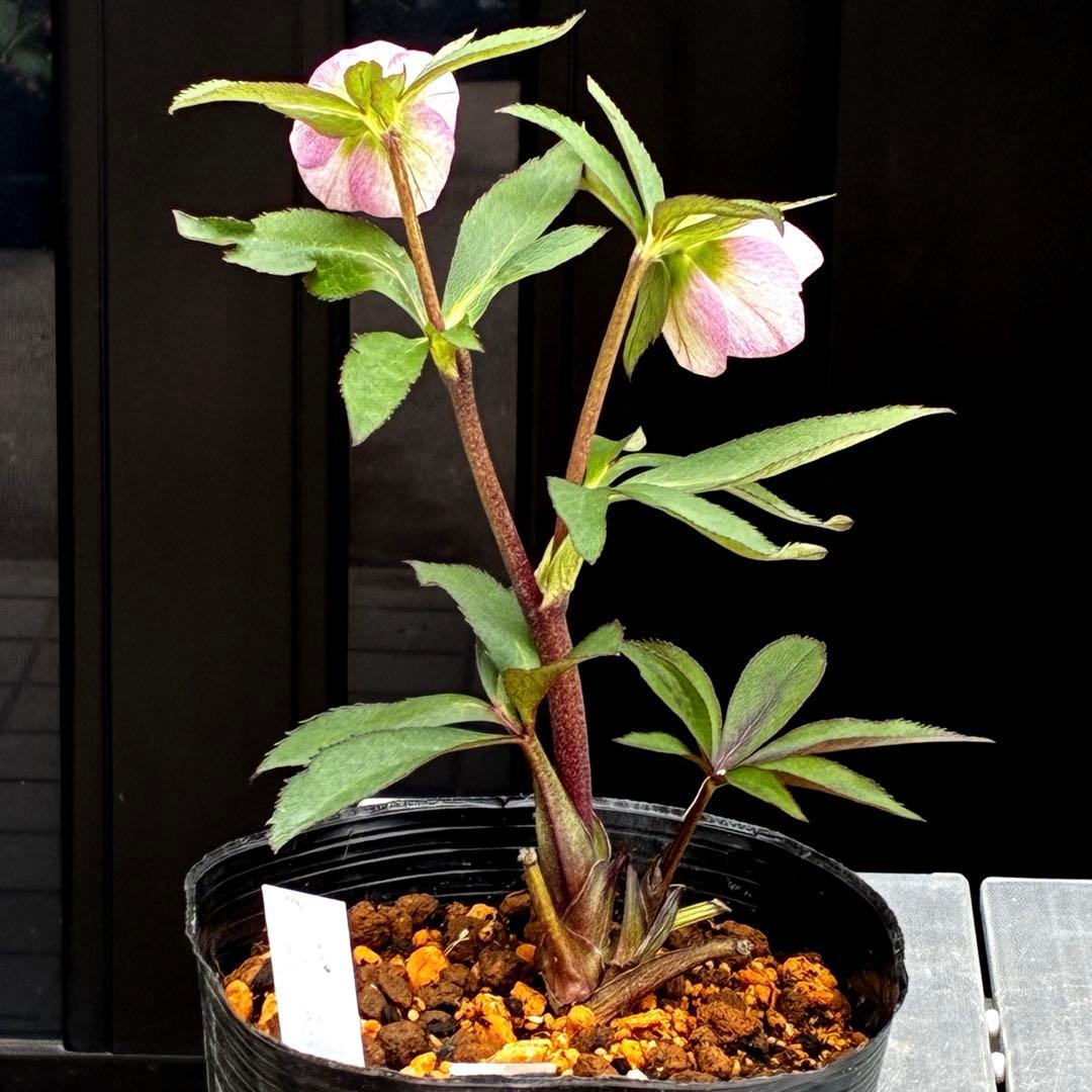 3741☘️タグ付☘️⭐️ポーセリン⭐️極上美模様⭐️コンパクト⭐️大木ナーセリー⭐️