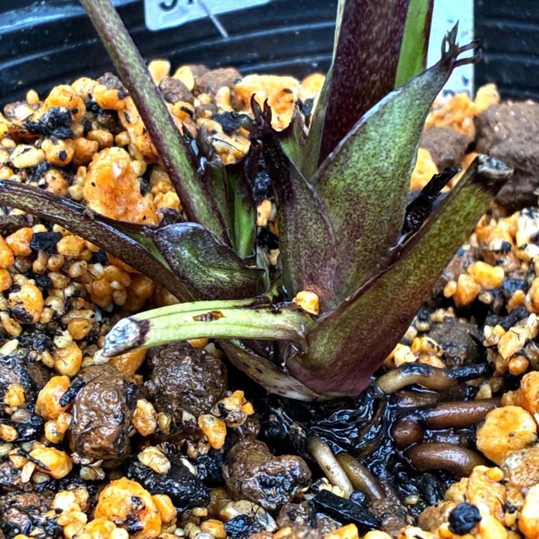 3741☘️タグ付☘️⭐️ポーセリン⭐️極上美模様⭐️コンパクト⭐️大木ナーセリー⭐️