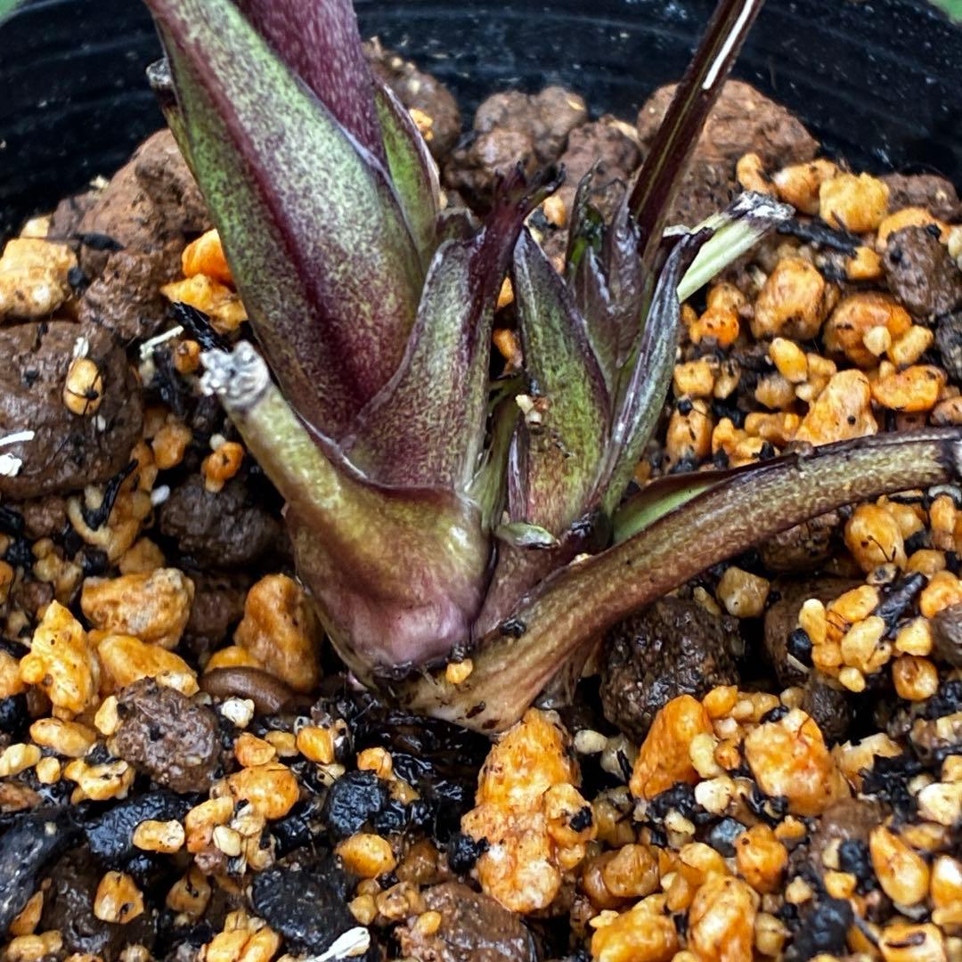 3741☘️タグ付☘️⭐️ポーセリン⭐️極上美模様⭐️コンパクト⭐️大木ナーセリー⭐️