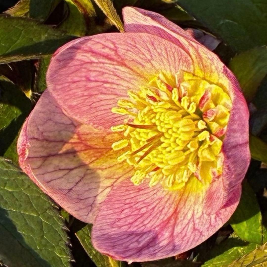 3741☘️タグ付☘️⭐️ポーセリン⭐️極上美模様⭐️コンパクト⭐️大木ナーセリー⭐️