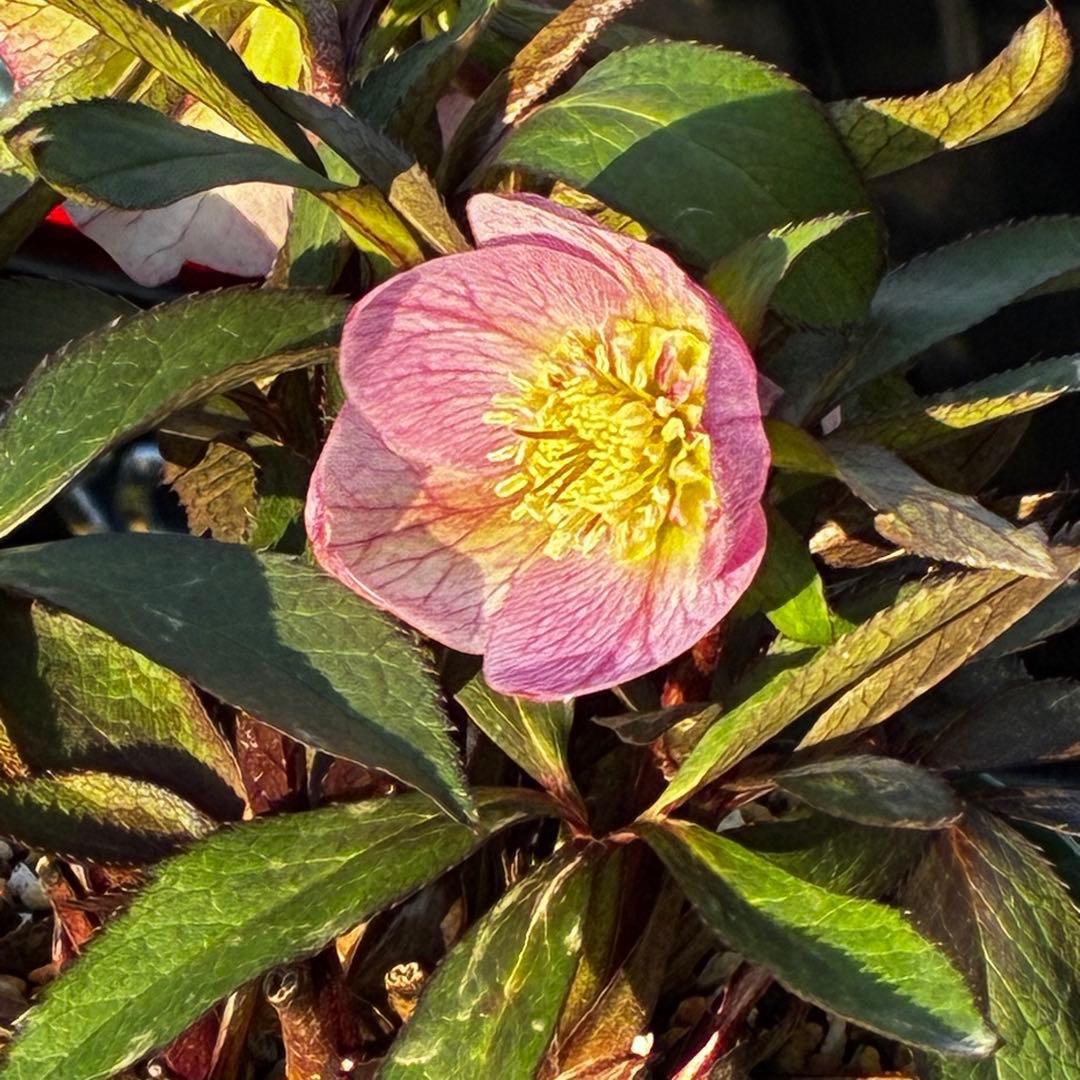 3741☘️タグ付☘️⭐️ポーセリン⭐️極上美模様⭐️コンパクト⭐️大木ナーセリー⭐️