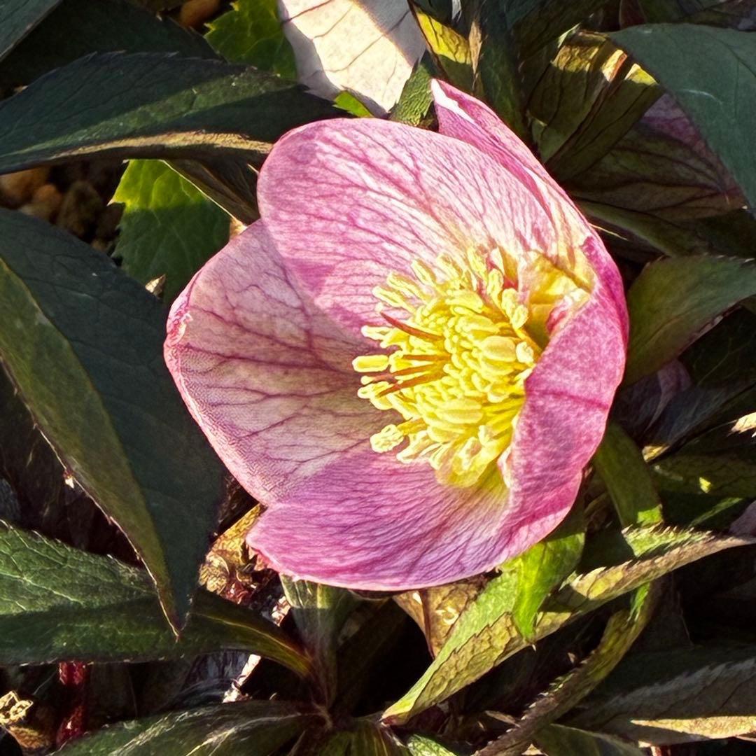 3741☘️タグ付☘️⭐️ポーセリン⭐️極上美模様⭐️コンパクト⭐️大木ナーセリー⭐️