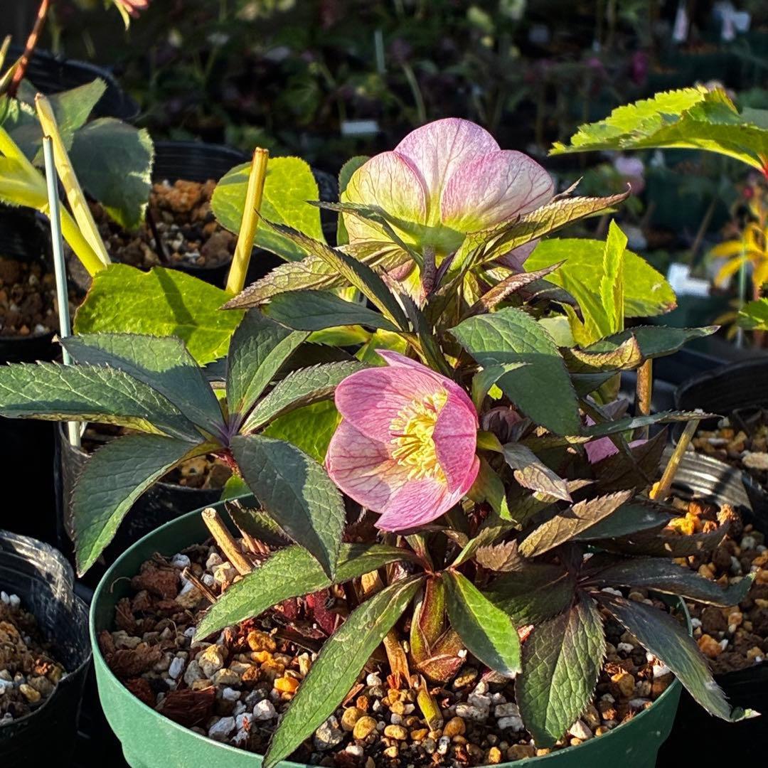 3741☘️タグ付☘️⭐️ポーセリン⭐️極上美模様⭐️コンパクト⭐️大木ナーセリー⭐️