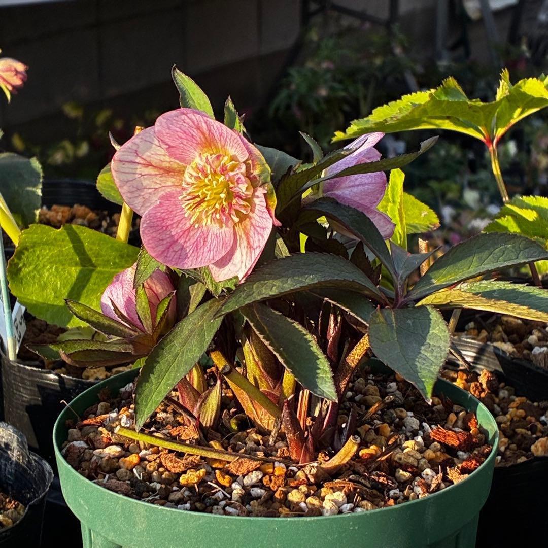 3741☘️タグ付☘️⭐️ポーセリン⭐️極上美模様⭐️コンパクト⭐️大木ナーセリー⭐️