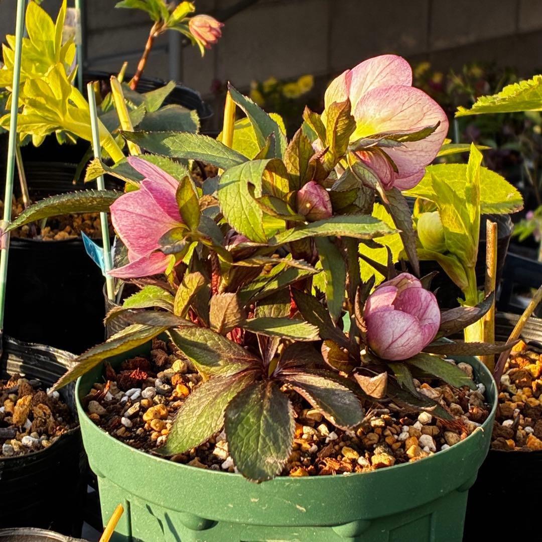 3741☘️タグ付☘️⭐️ポーセリン⭐️極上美模様⭐️コンパクト⭐️大木ナーセリー⭐️