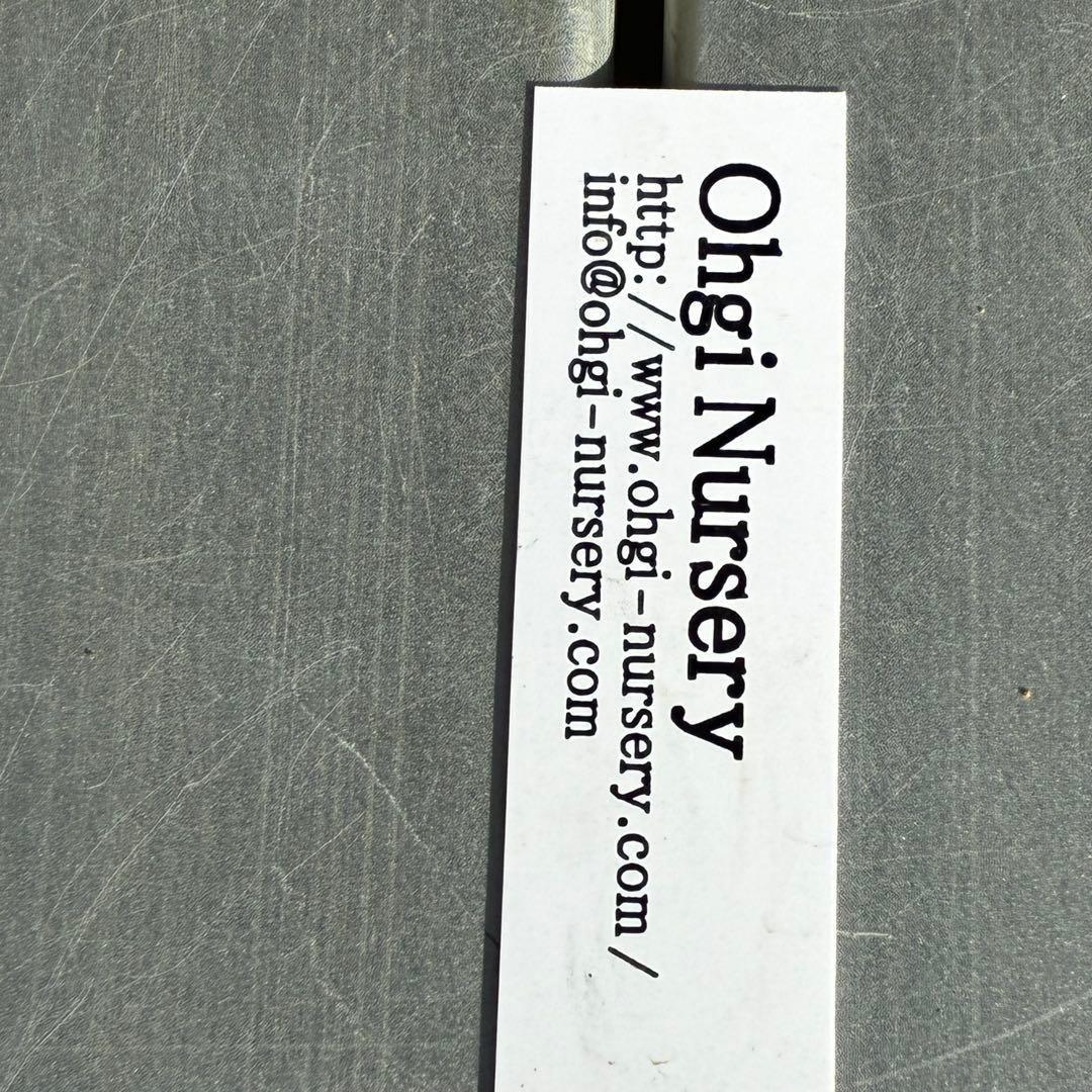 3741☘️タグ付☘️⭐️ポーセリン⭐️極上美模様⭐️コンパクト⭐️大木ナーセリー⭐️