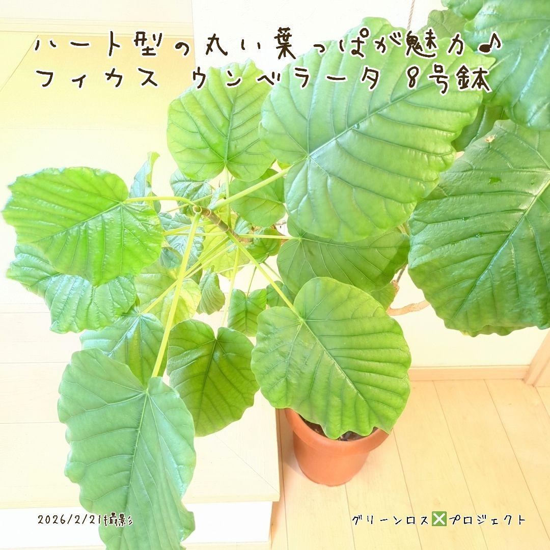 【B級品/大型観葉植物】ハート型の丸い葉っぱが人気♪フィカスウンベラータ 8号鉢