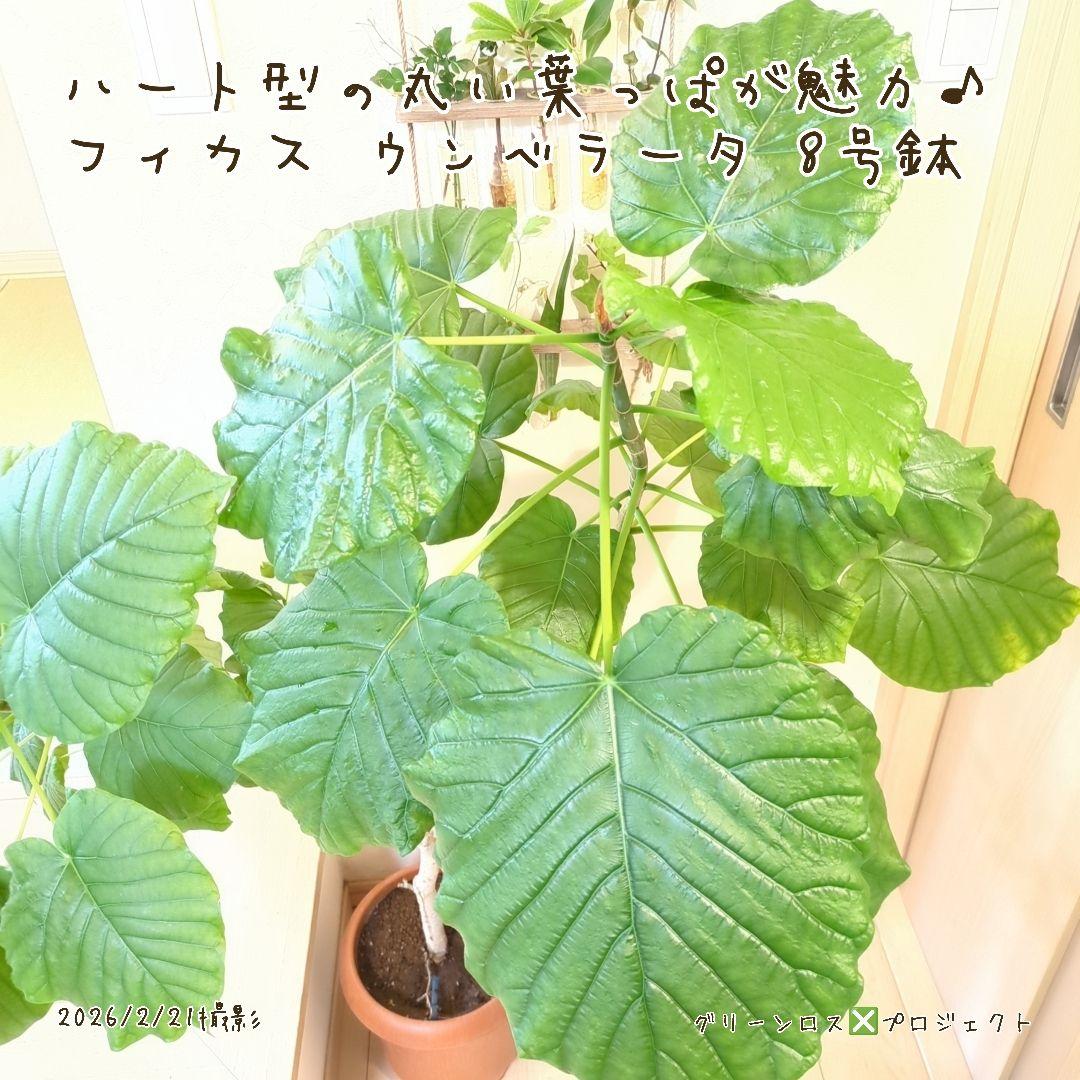 【B級品/大型観葉植物】ハート型の丸い葉っぱが人気♪フィカスウンベラータ 8号鉢