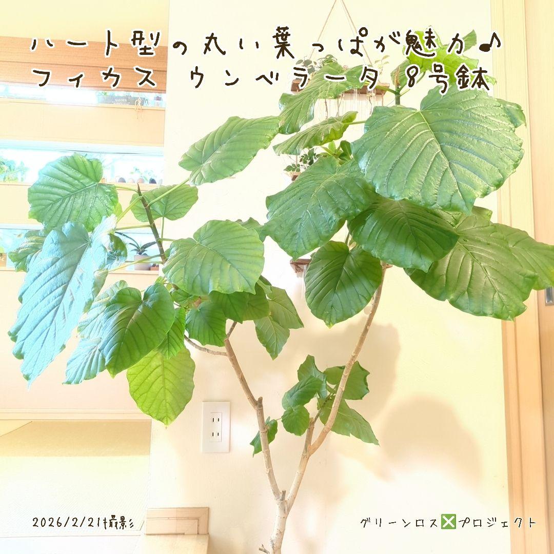 【B級品/大型観葉植物】ハート型の丸い葉っぱが人気♪フィカスウンベラータ 8号鉢