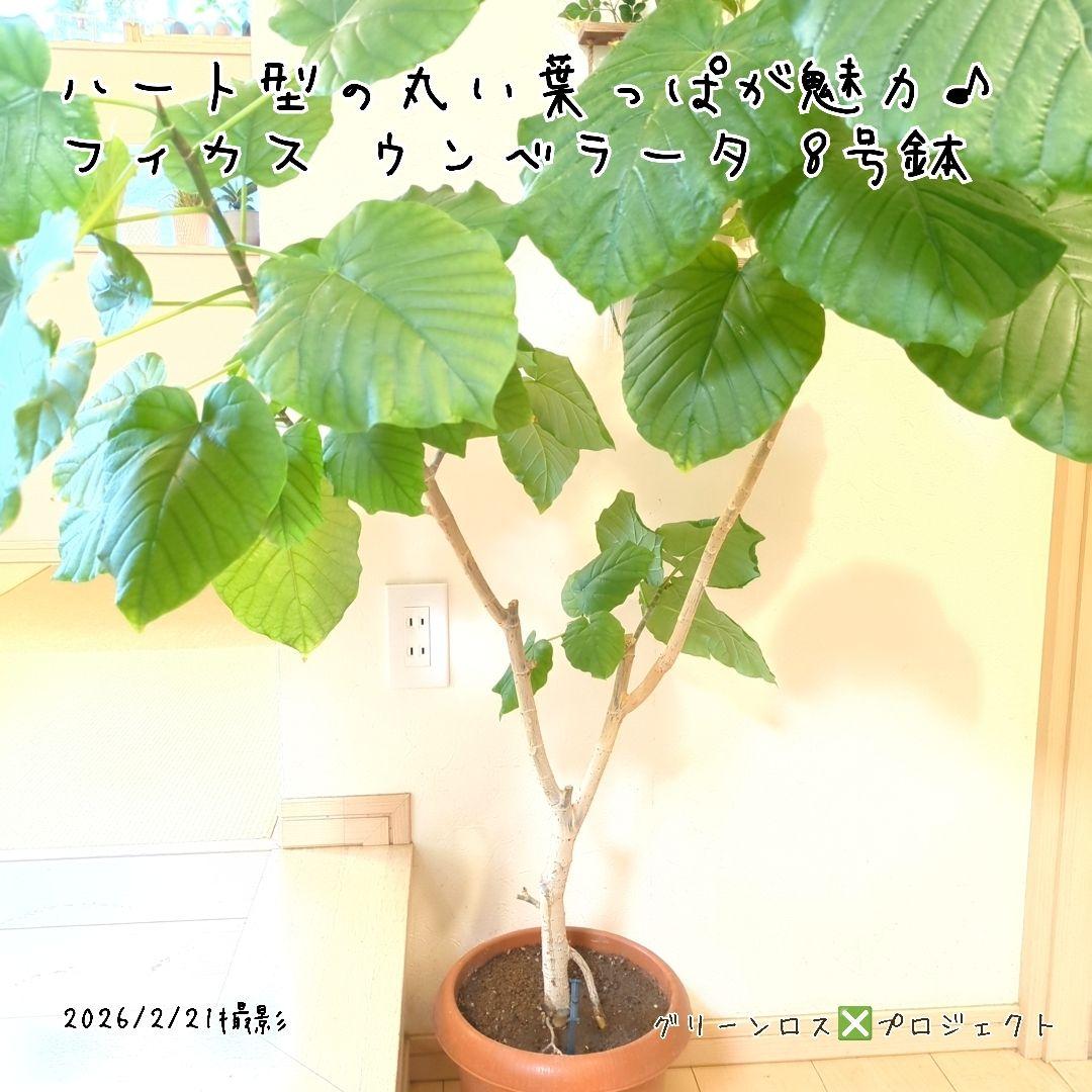 【B級品/大型観葉植物】ハート型の丸い葉っぱが人気♪フィカスウンベラータ 8号鉢