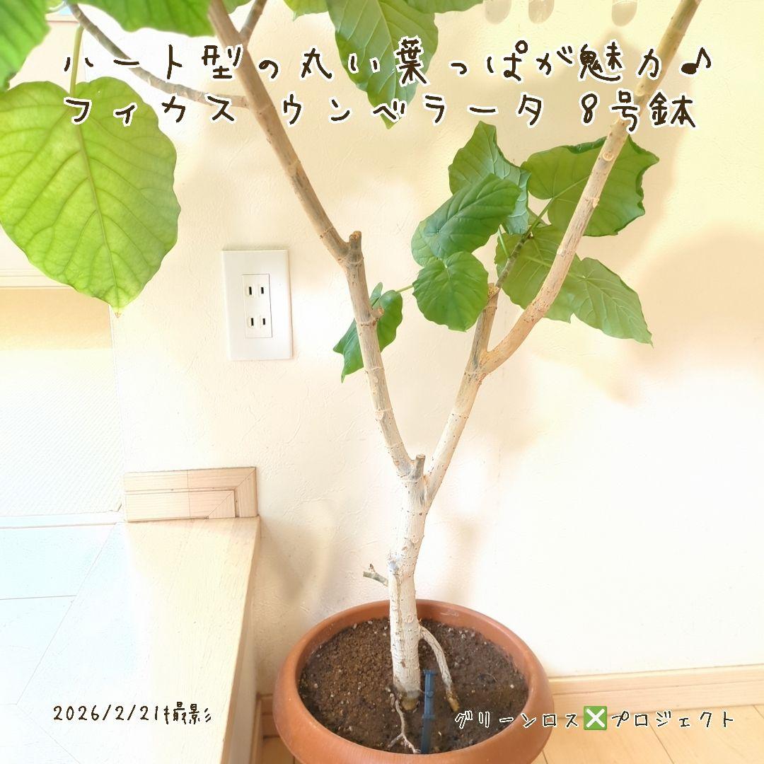 【B級品/大型観葉植物】ハート型の丸い葉っぱが人気♪フィカスウンベラータ 8号鉢