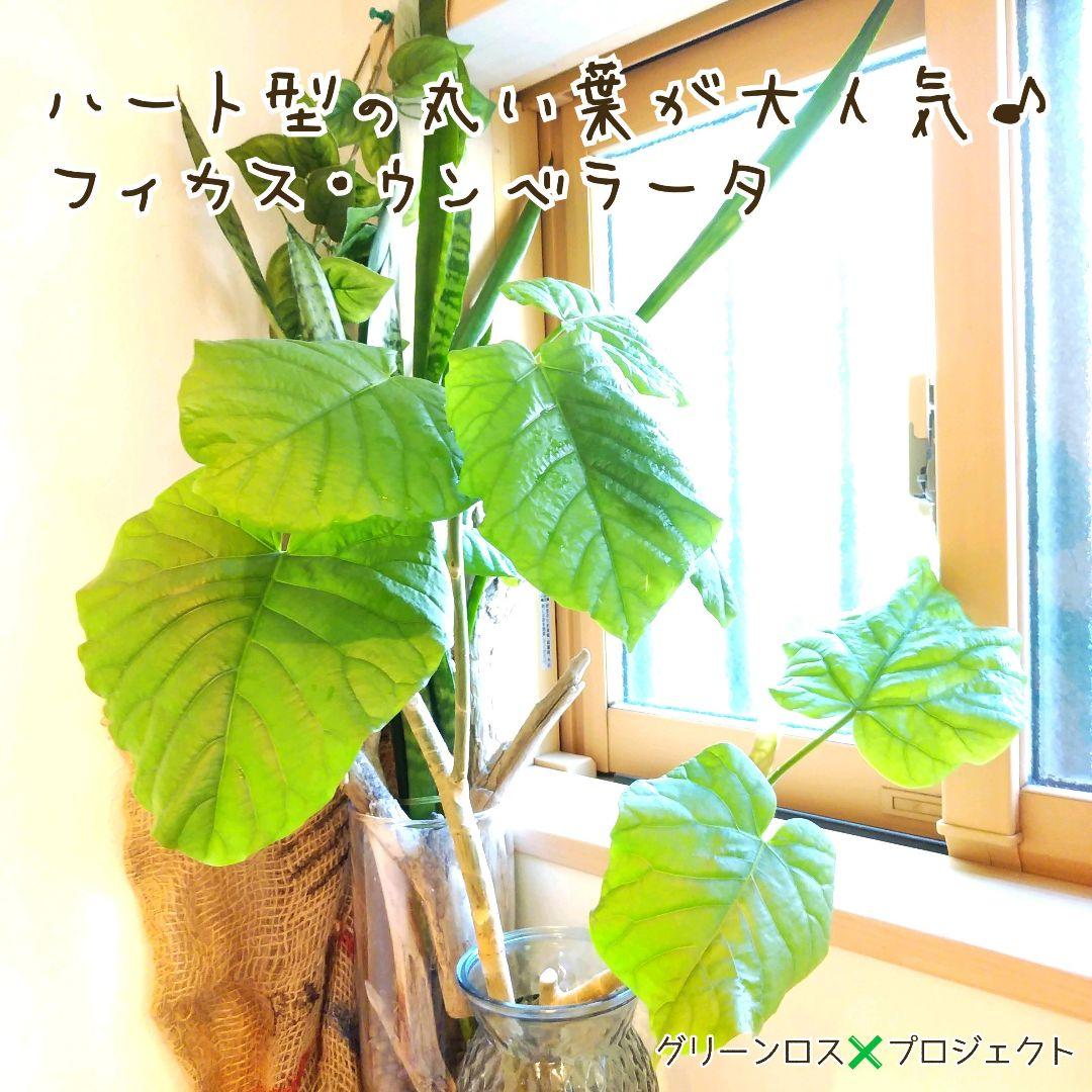 【B級品/大型観葉植物】ハート型の丸い葉っぱが人気♪フィカスウンベラータ 8号鉢