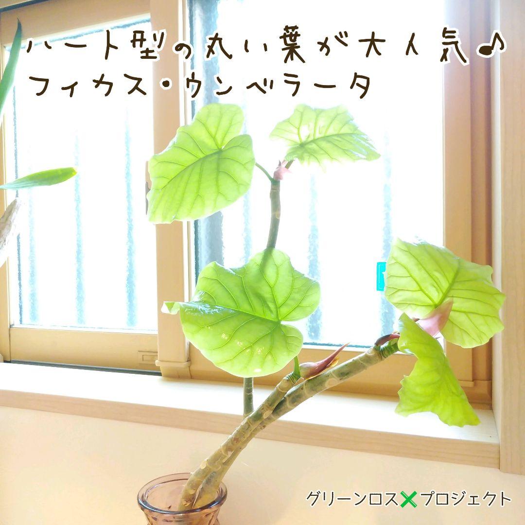 【B級品/大型観葉植物】ハート型の丸い葉っぱが人気♪フィカスウンベラータ 8号鉢