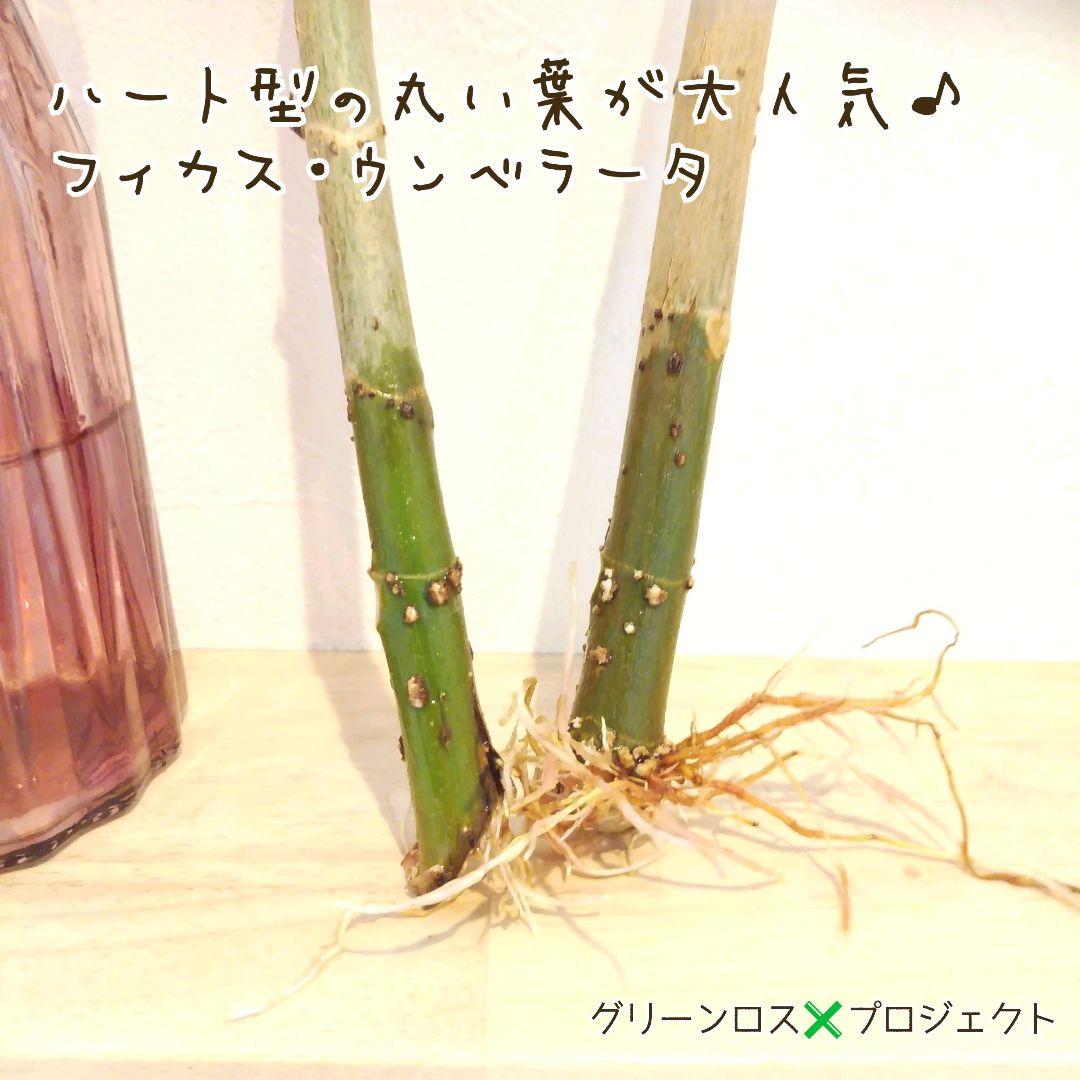 【B級品/大型観葉植物】ハート型の丸い葉っぱが人気♪フィカスウンベラータ 8号鉢