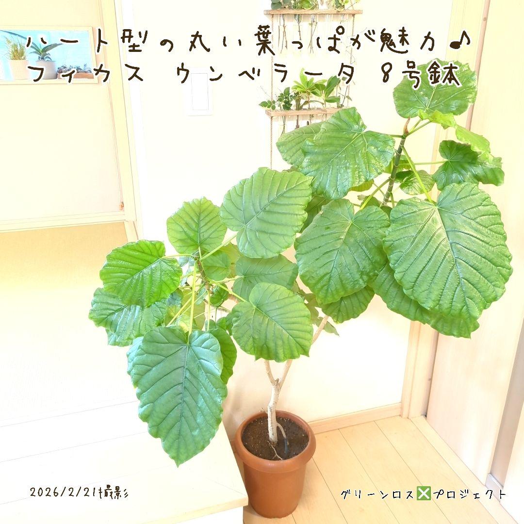 【B級品/大型観葉植物】ハート型の丸い葉っぱが人気♪フィカスウンベラータ 8号鉢