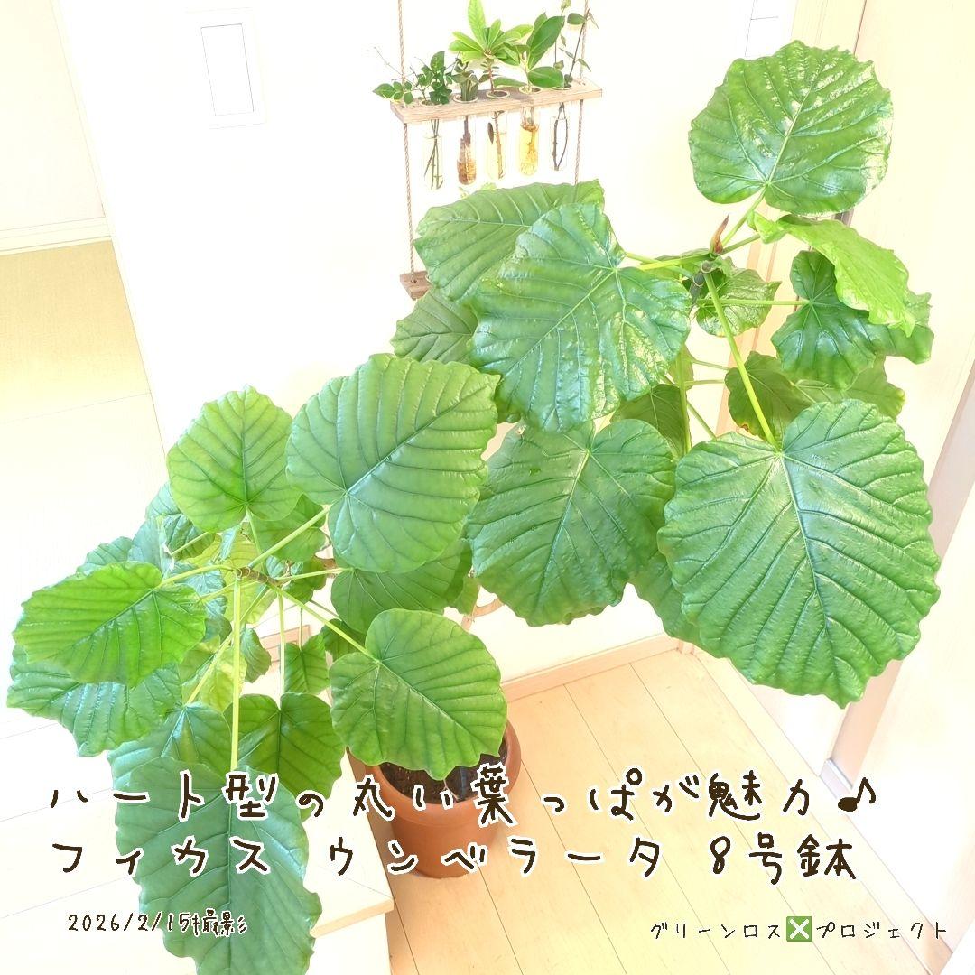 【B級品/大型観葉植物】ハート型の丸い葉っぱが人気♪フィカスウンベラータ 8号鉢