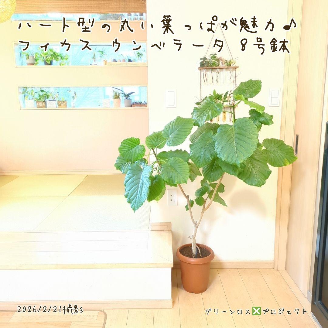 【B級品/大型観葉植物】ハート型の丸い葉っぱが人気♪フィカスウンベラータ 8号鉢