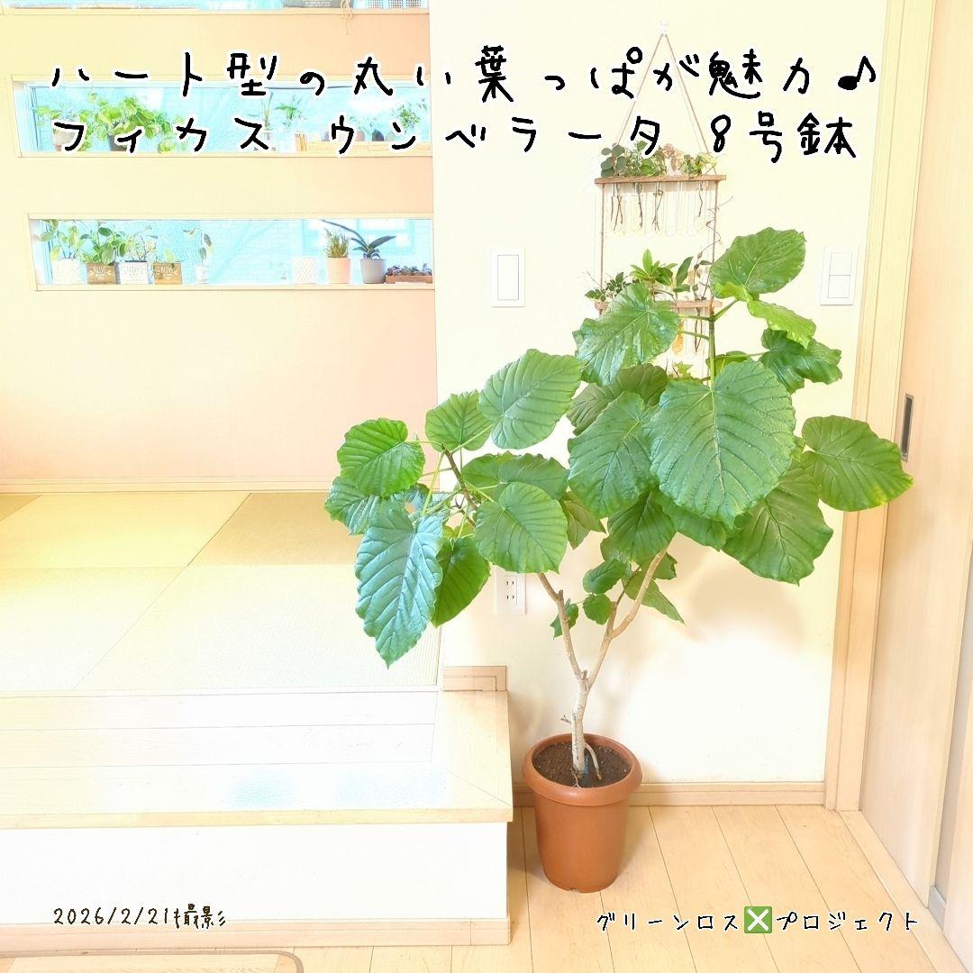【B級品/大型観葉植物】ハート型の丸い葉っぱが人気♪フィカスウンベラータ 8号鉢