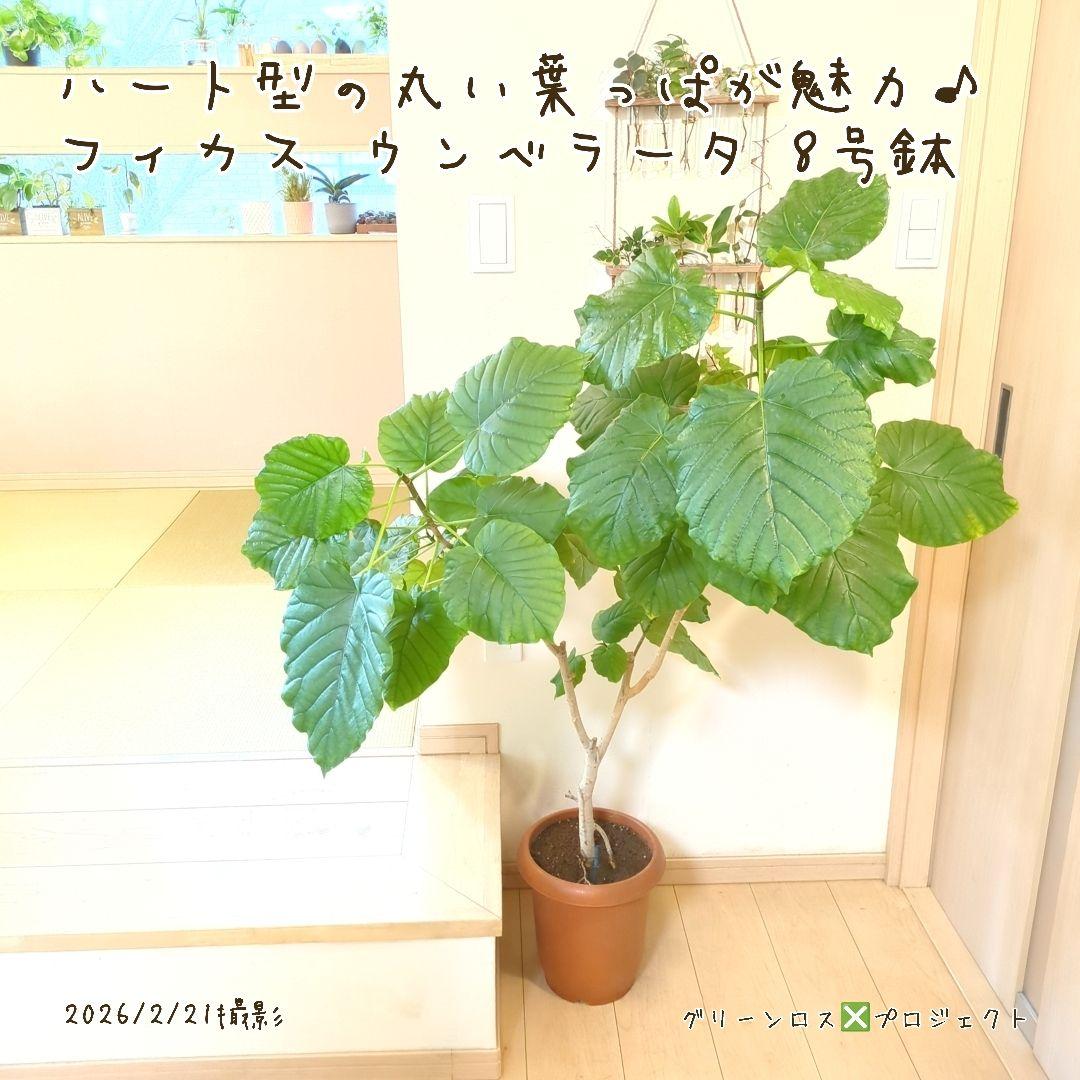 【B級品/大型観葉植物】ハート型の丸い葉っぱが人気♪フィカスウンベラータ 8号鉢
