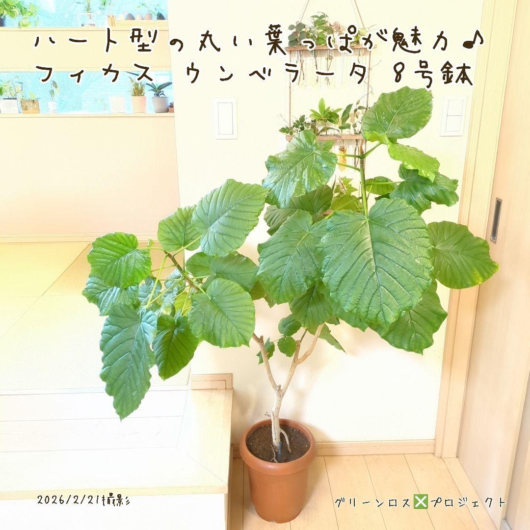 【B級品/大型観葉植物】ハート型の丸い葉っぱが人気♪フィカスウンベラータ 8号鉢