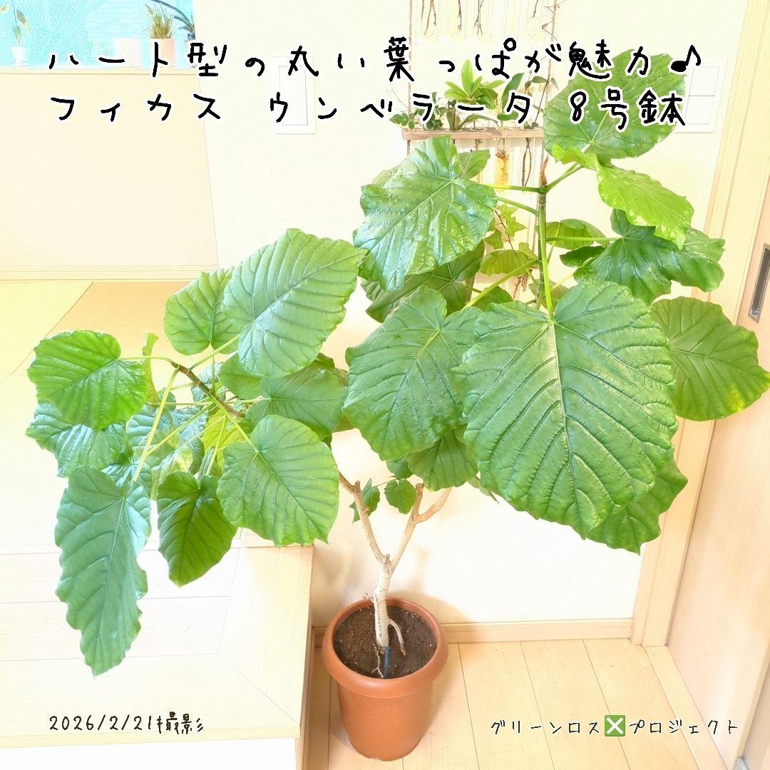 【B級品/大型観葉植物】ハート型の丸い葉っぱが人気♪フィカスウンベラータ 8号鉢